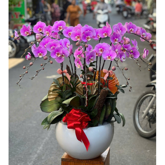 Lan Hồ Điệp 13