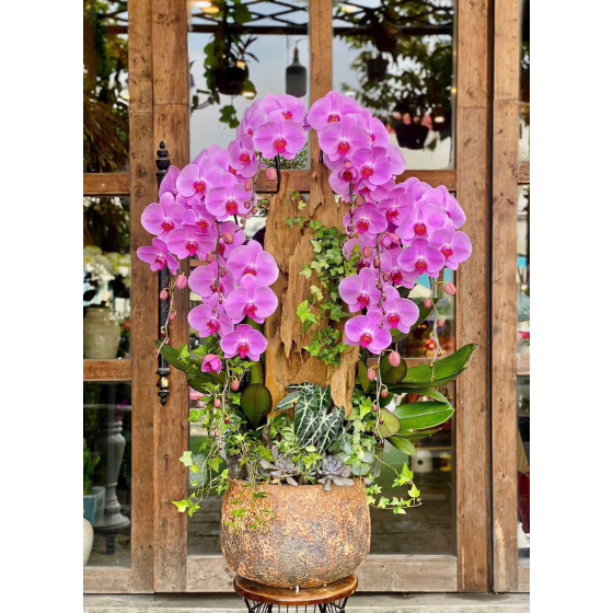 Lan Hồ Điệp 06