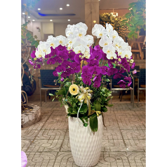 Lan Hồ Điệp 08