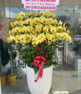 Lan Hồ Điệp 01