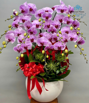 Lan Hồ Điệp 11
