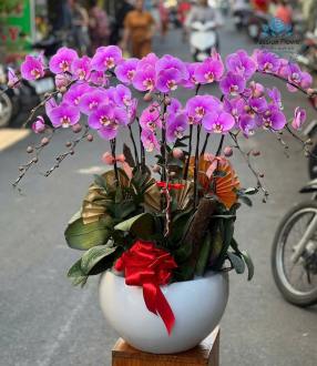Lan Hồ Điệp 13