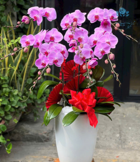 Lan Hồ Điệp 14
