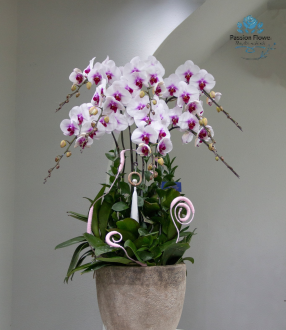 Lan Hồ Điệp 18