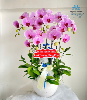 Lan Hồ Điệp 02