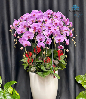 Lan Hồ Điệp 20