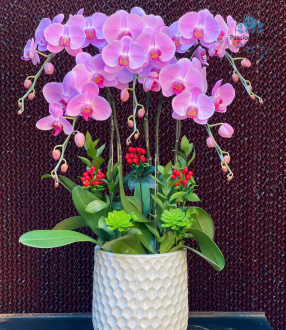 Lan Hồ Điệp 04