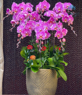 Lan Hồ Điệp 05