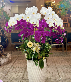 Lan Hồ Điệp 08