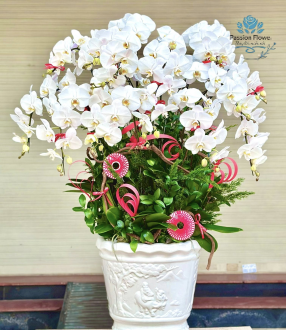 Lan Hồ Điệp 09